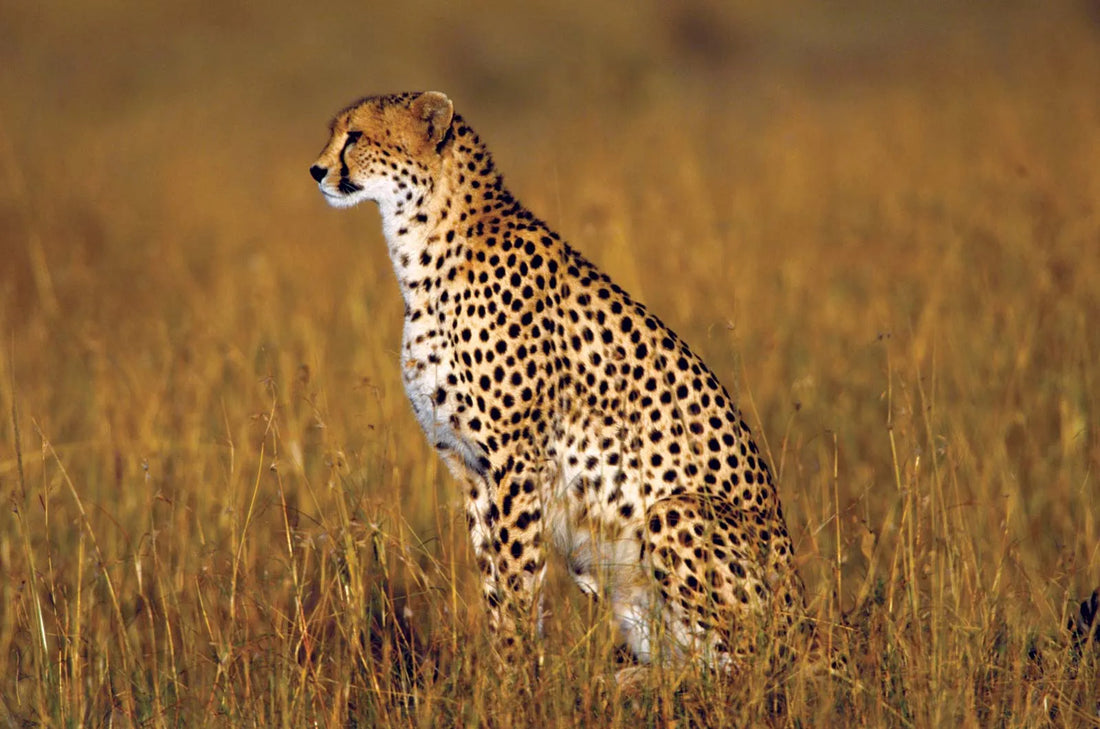 The cheetah by Neelkamal inspired us all
